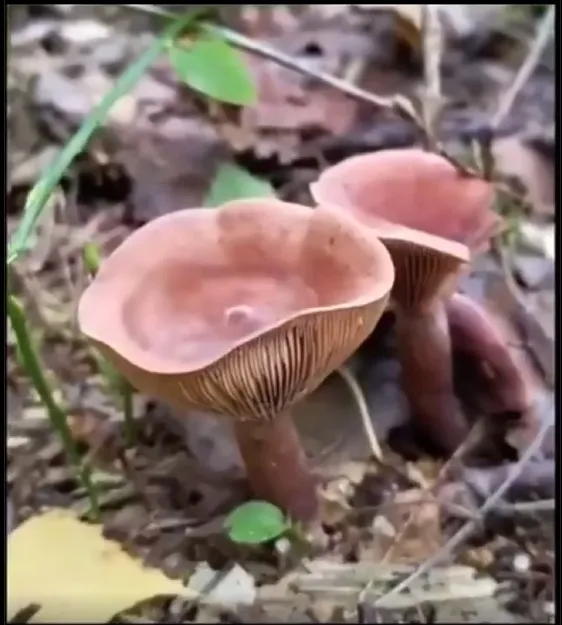 Illustration du post LinkedIn : ❌ Le champignon qui stocke l'eau