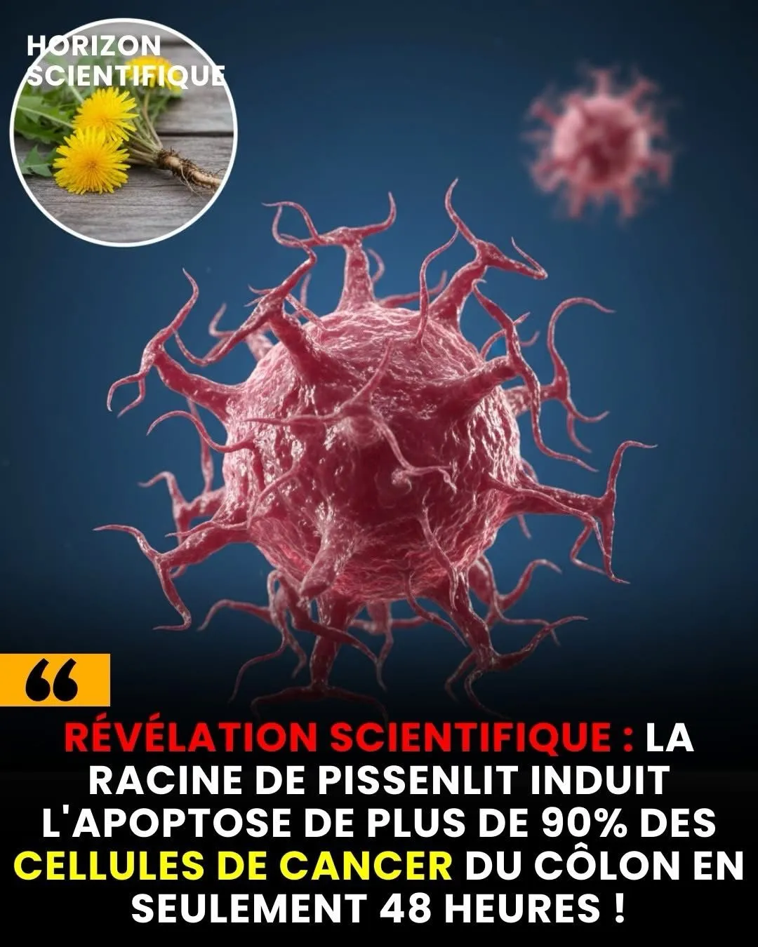 Illustration du post LinkedIn : ❌ La racine de pissenlit peut tuer le cancer du côlon