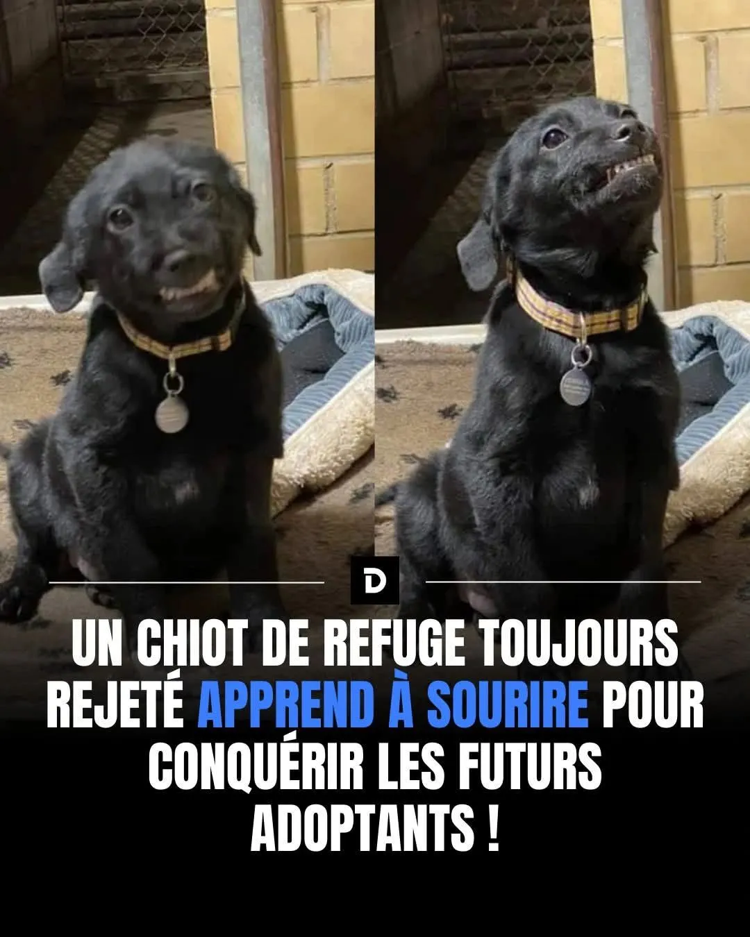 Illustration du post LinkedIn : ❌ Un chiot forcé de sourire pour être adopté