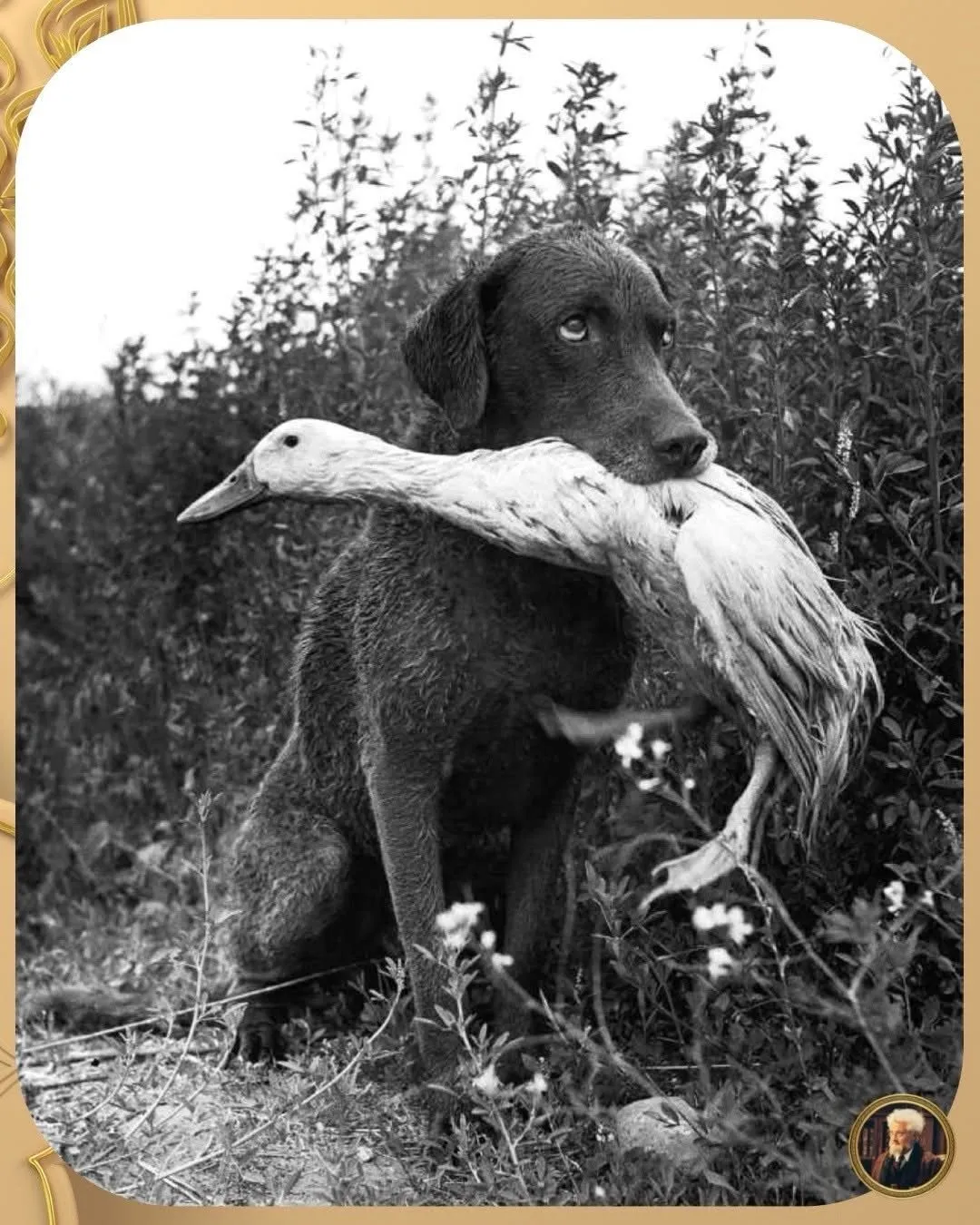 Illustration du post LinkedIn : ✅ Photographie d'un chien avec dans sa gueule son meilleur ami le canard.