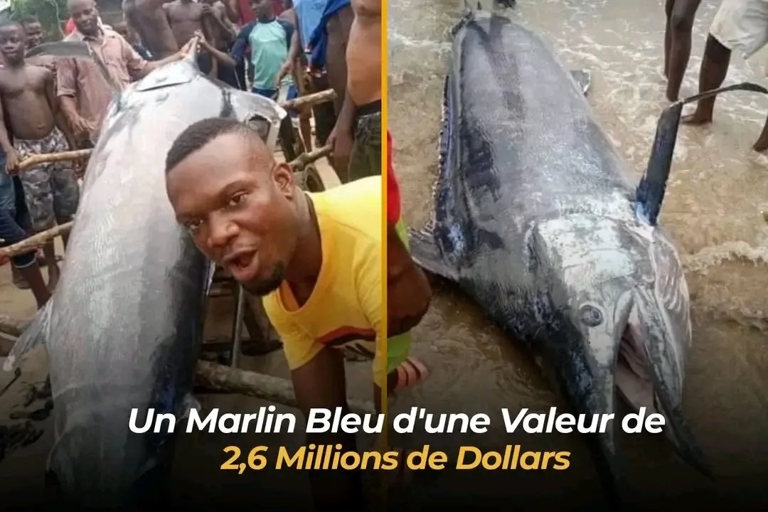 Illustration du post LinkedIn : ❌ Un marlin bleu d’une valeur de 2,6M$ mangé par les villageois